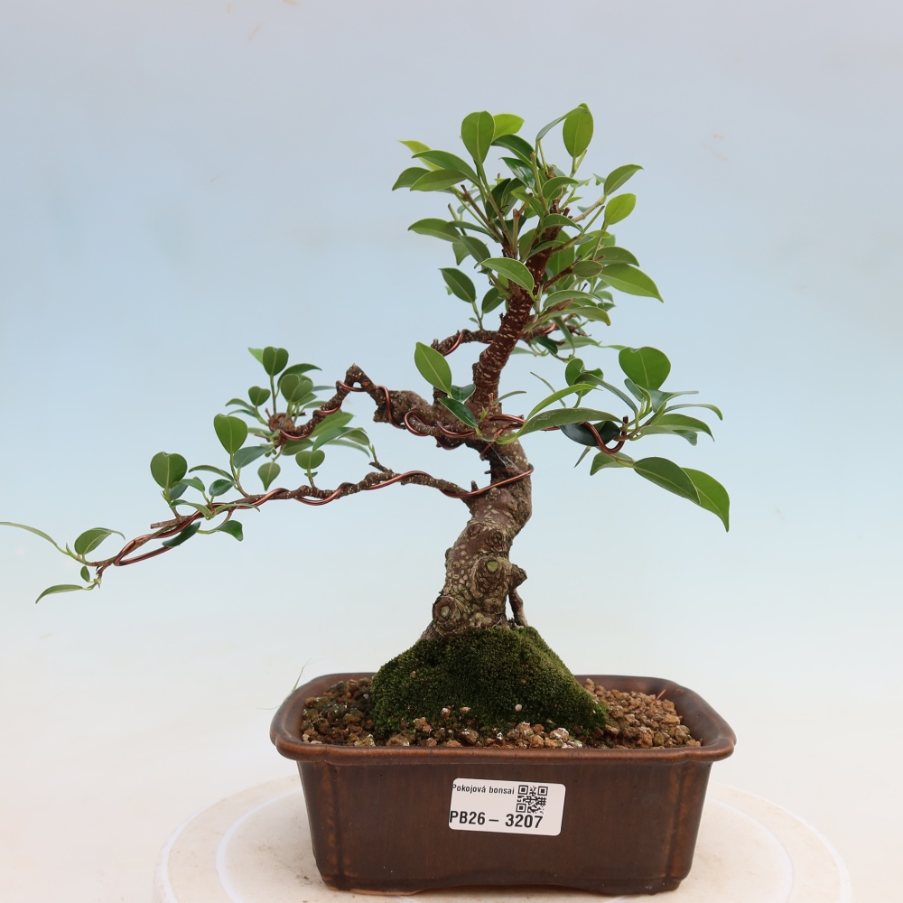 Pokojová bonsai - Ficus kimmen -  malolistý fíkus