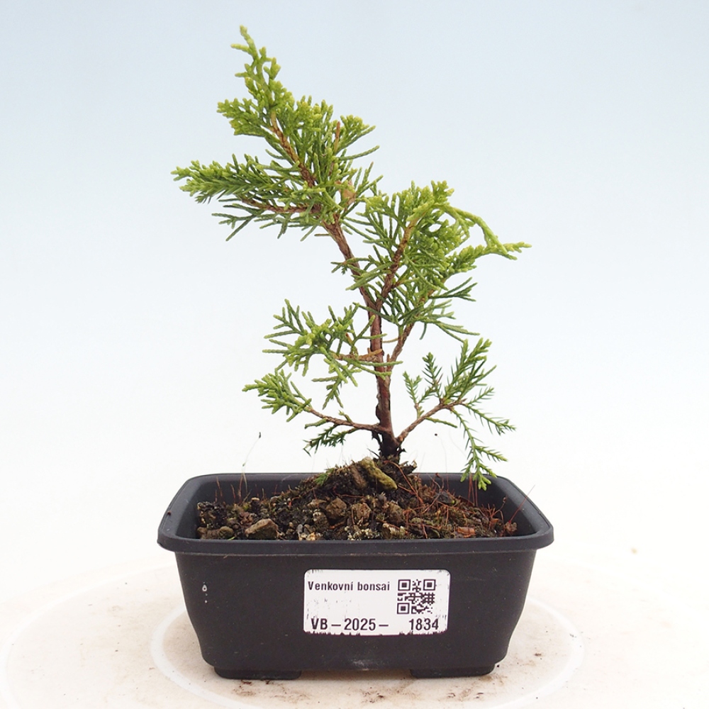 Venkovní bonsai - Juniperus chinensis Itoigawa -Jalovec čínský