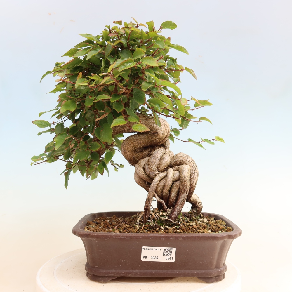 Venkovní bonsai -Carpinus CARPINOIDES - Habr korejský