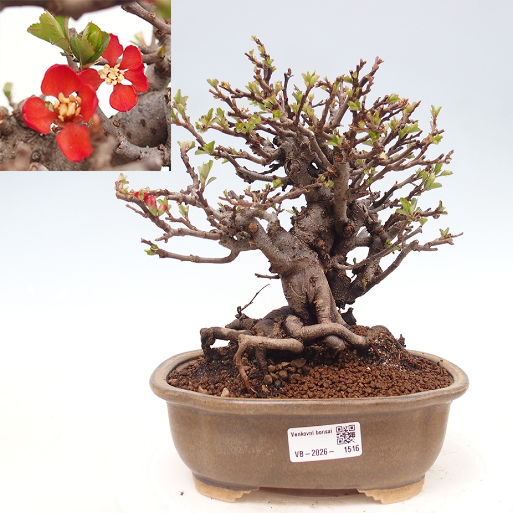 Venkovní  bonsai -  Chaneomeles speciosa - Kdoulovec ozdobný