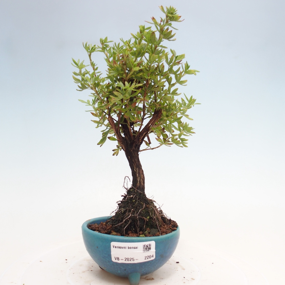 Venkovní bonsai-Mochna křovitá - potentila fruticosa yellow Bird