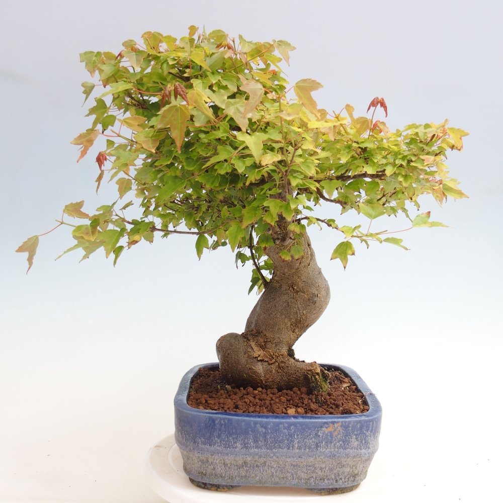 Venkovní bonsai - Acer Buergerianum - Javor Burgerův