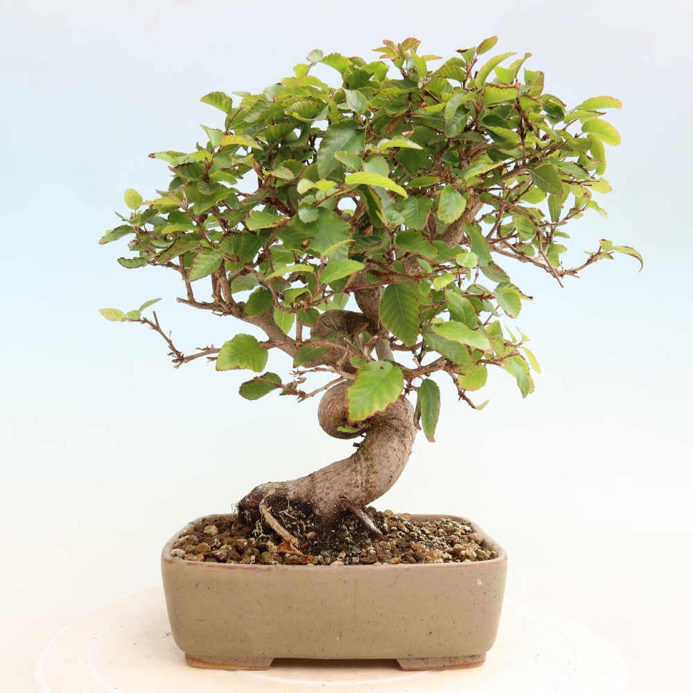 Venkovní bonsai -Carpinus CARPINOIDES - Habr korejský