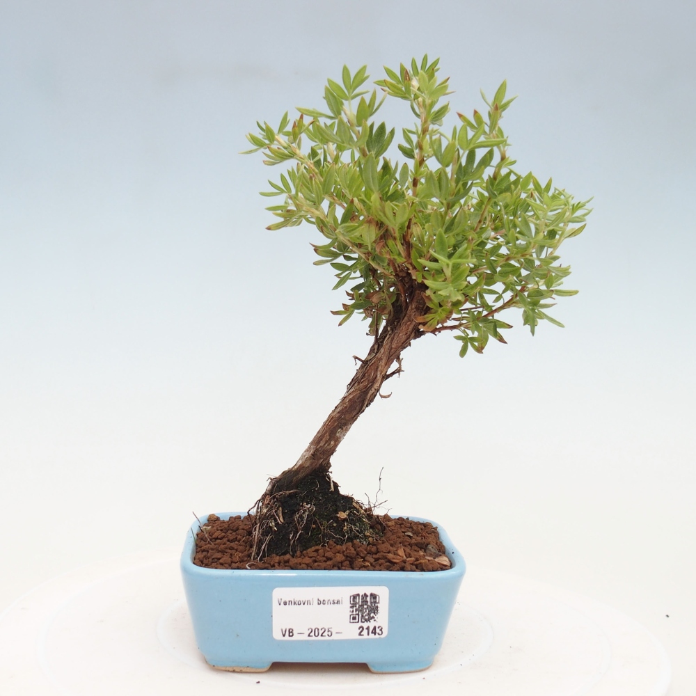Venkovní bonsai-Mochna křovitá - potentila fruticosa yellow Bird