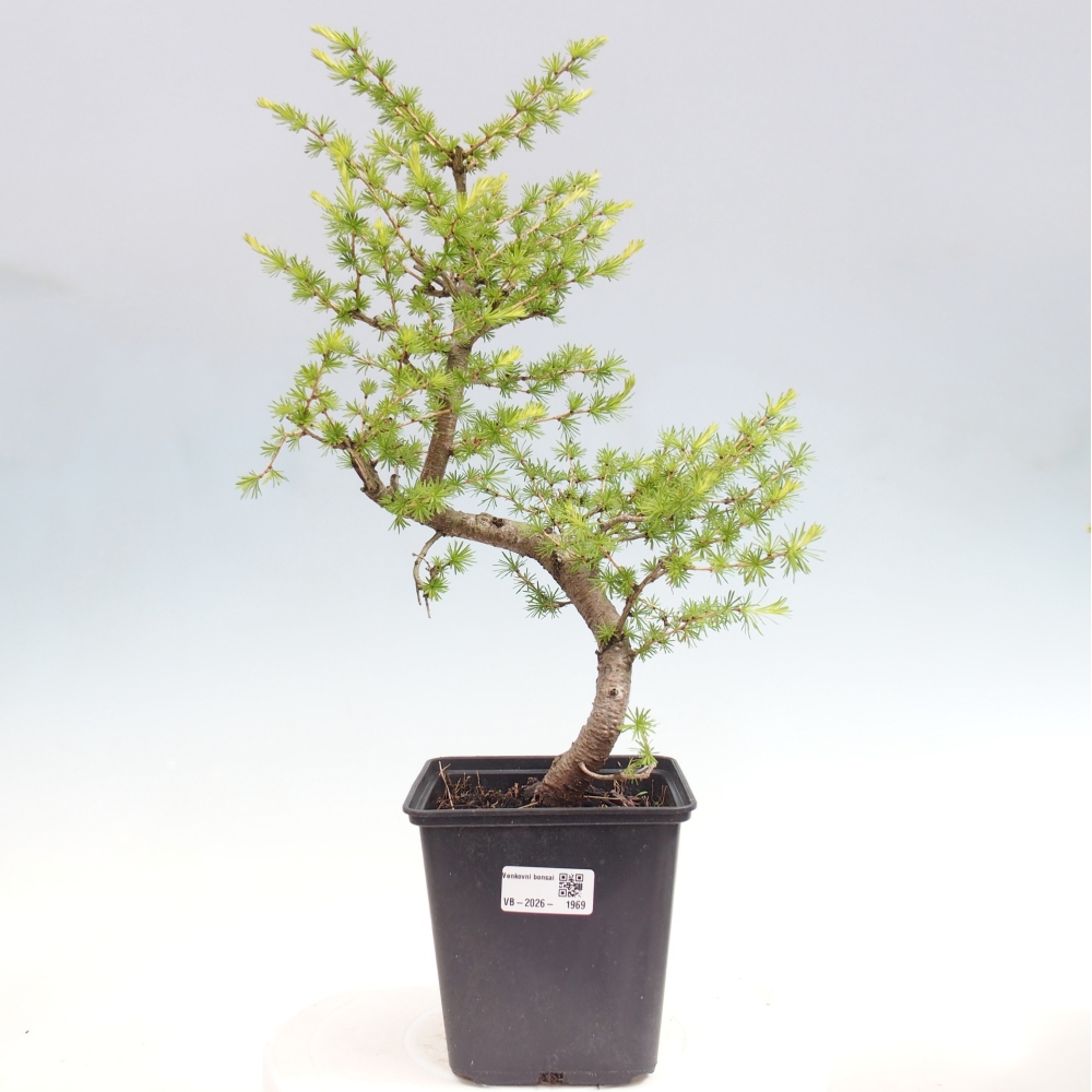 Venkovní bonsai -Larix decidua - Modřín opadavý 