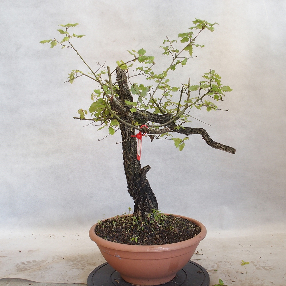 Venkovní bonsai Quercus Cerris - Dub Cer