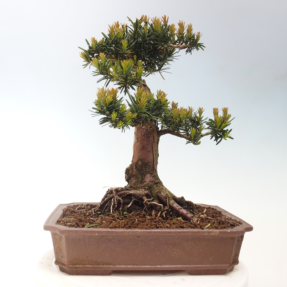 Venkovní bonsai - Taxus cuspidata  - Tis japonský