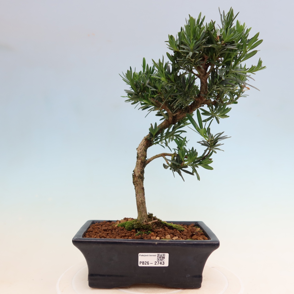 Pokojová bonsai - Podocarpus - Kamenný tis