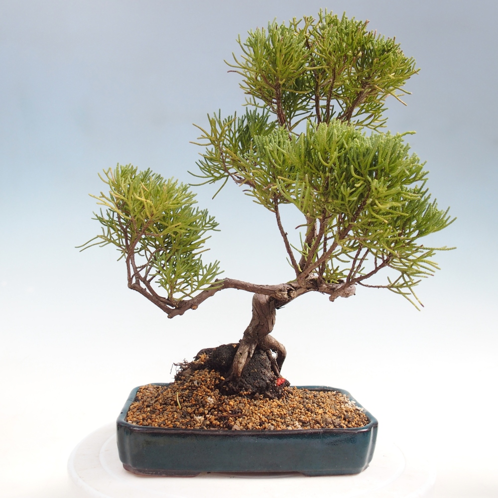 Venkovní bonsai - Juniperus chinensis Kishu -Jalovec čínský
