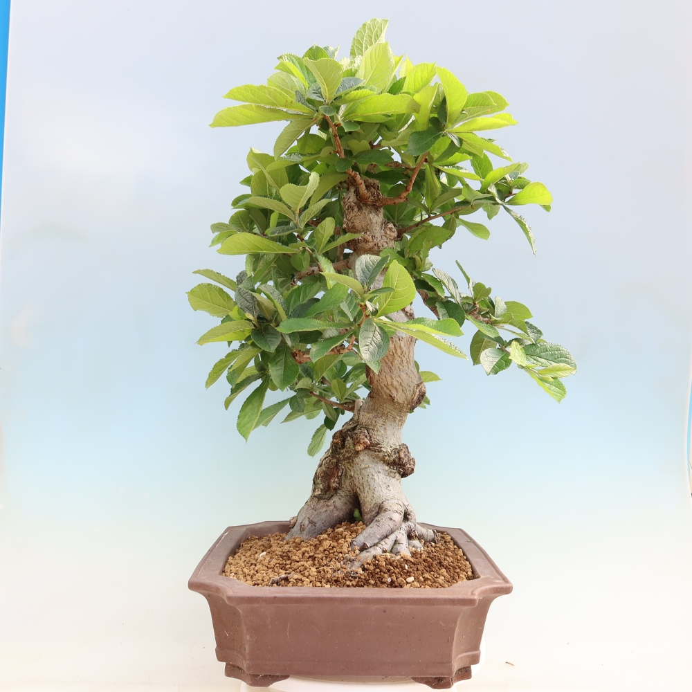 Venkovní bonsai - Blýskalka chlupatá - Photinia villosa