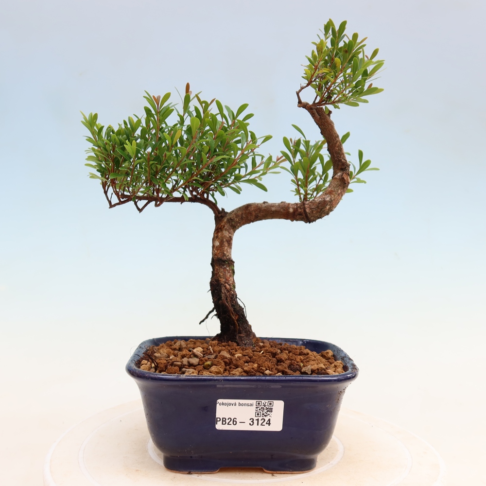 Pokojová bonsai - Syzygium - Pimentovník