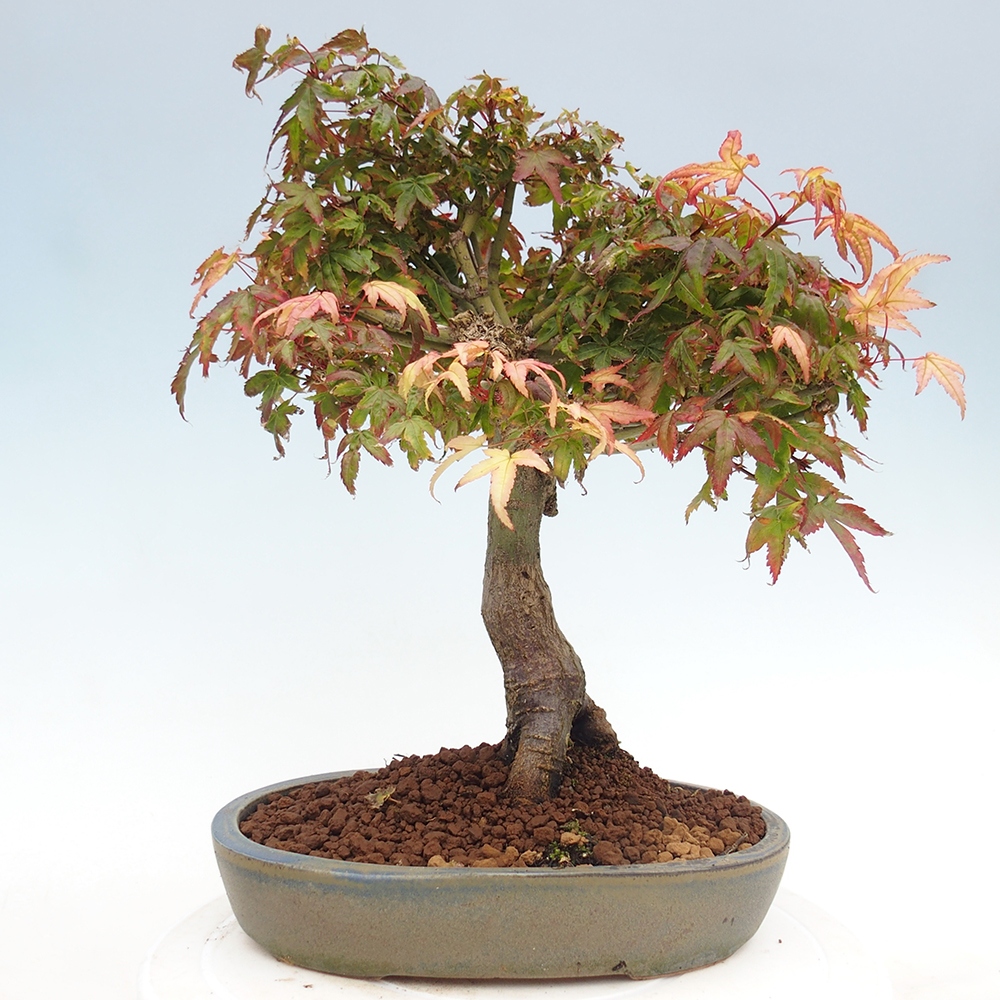 Acer palmatum KIOHIME - Javor dlanitolistý