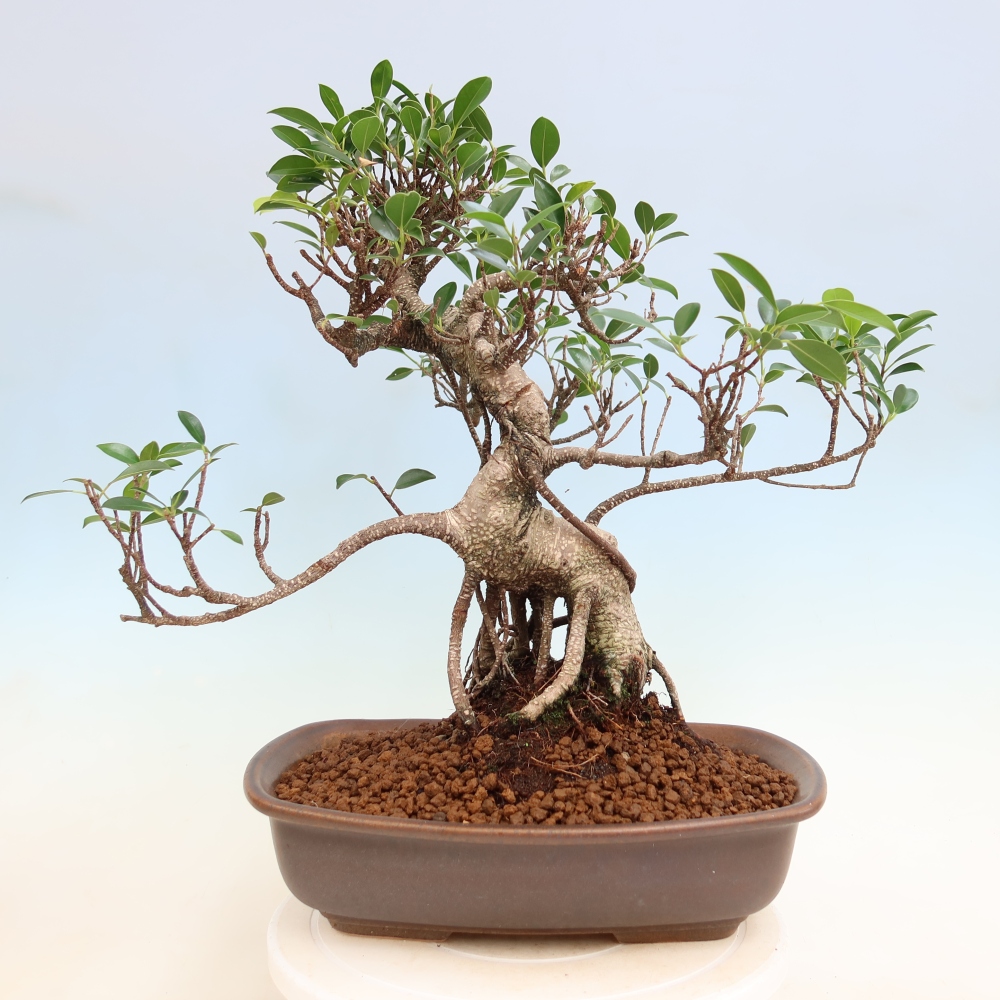 Pokojová bonsai - Ficus kimmen -  malolistý fíkus
