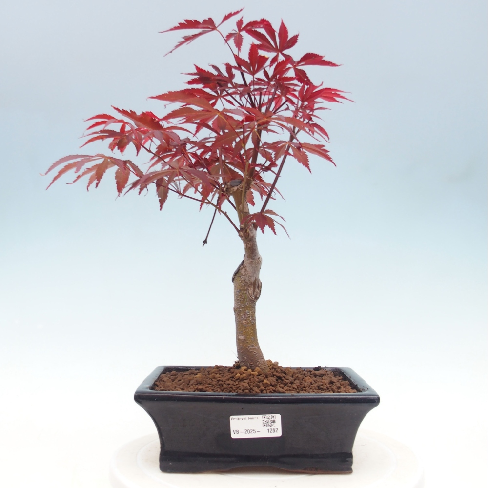 Venkovní bonsai - Acer palm. Atropurpureum-Javor dlanitolistý