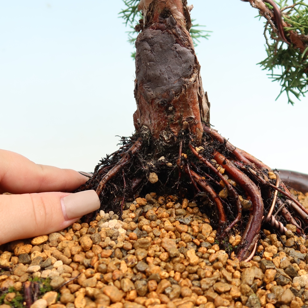 Venkovní bonsai - Juniperus chinensis Kishu -Jalovec čínský