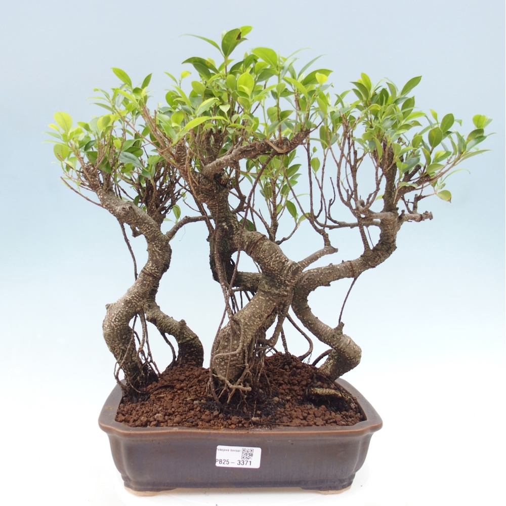 Pokojová bonsai - Ficus kimmen -  malolistý fíkus
