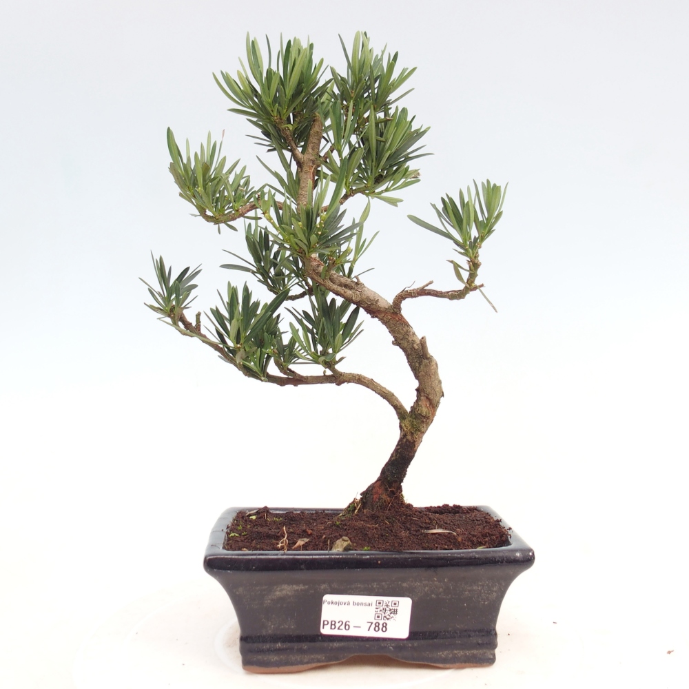 Pokojová bonsai - Podocarpus - Kamenný tis