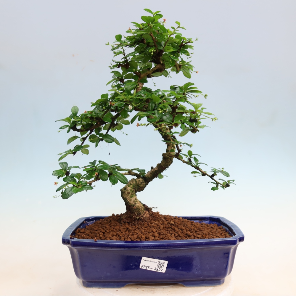 Pokojová bonsai - Carmona macrophylla - Čaj fuki