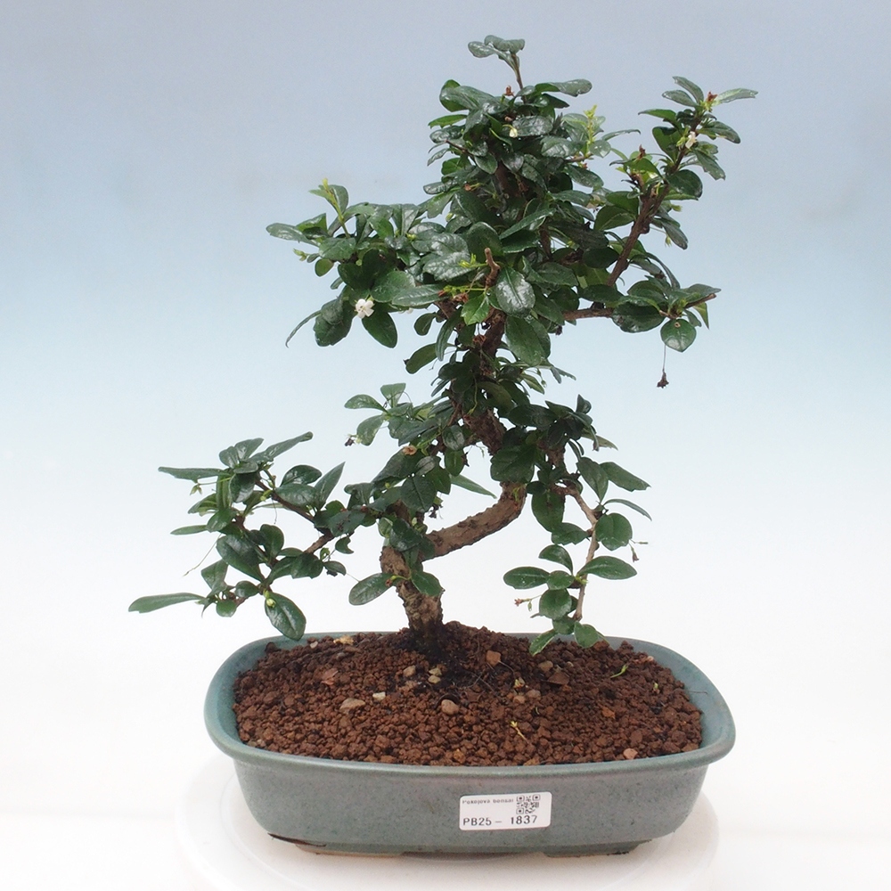 Pokojová bonsai - Carmona macrophylla - Čaj fuki
