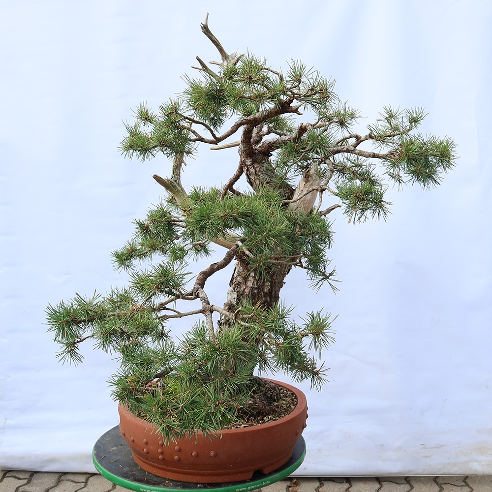 Pinus sylvestris Španělsko - borovice lesní