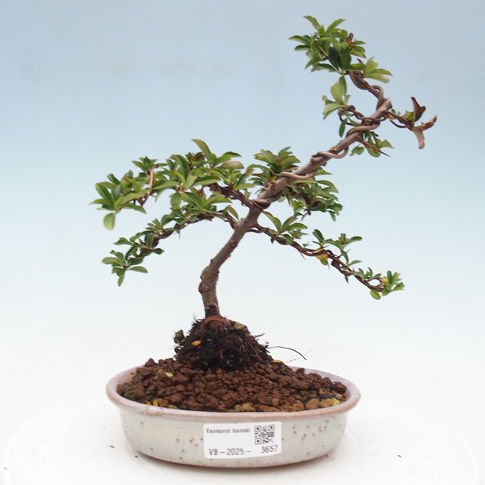 Venkovní bonsai-Pyracanta Teton -Hlohyně