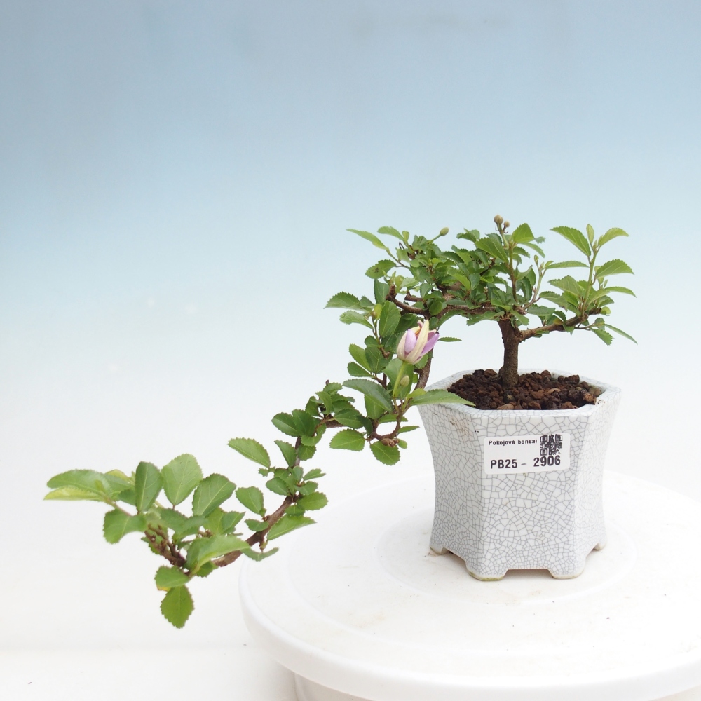 Pokojová bonsai - Grewia occidentalis - Hvězdice levandulová