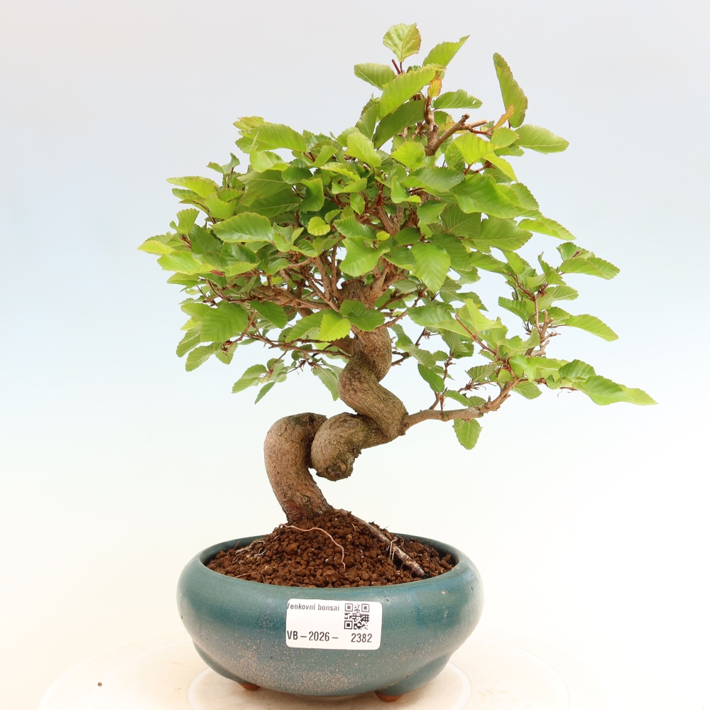 Venkovní bonsai -Carpinus coreana - Habr korejský