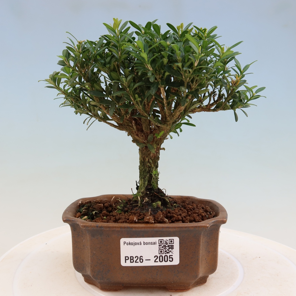 Pokojová bonsai - Buxus harlandii -korkový buxus