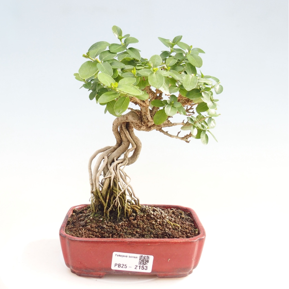 Pokojová bonsai - Premna serratifolia  - Kozlovoň malolistá