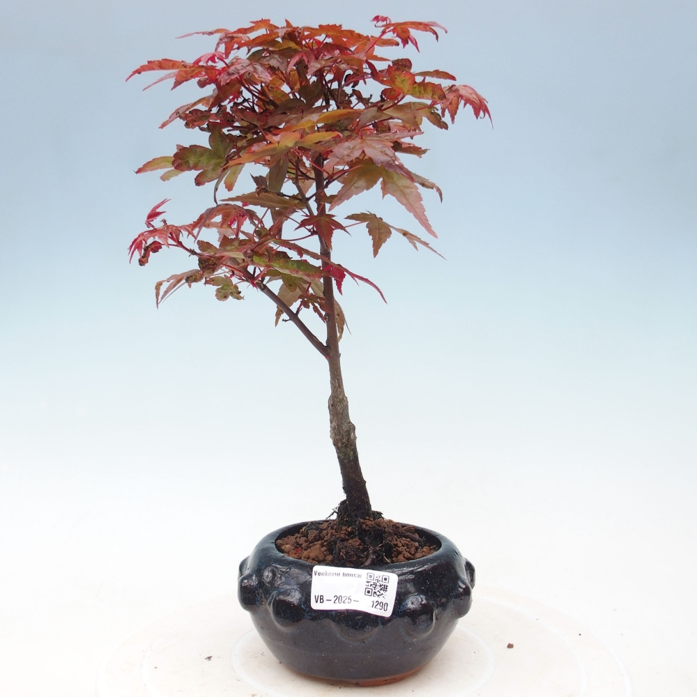 Venkovní bonsai - Javor dlanitolistý - Acer palmatum DESHOJO