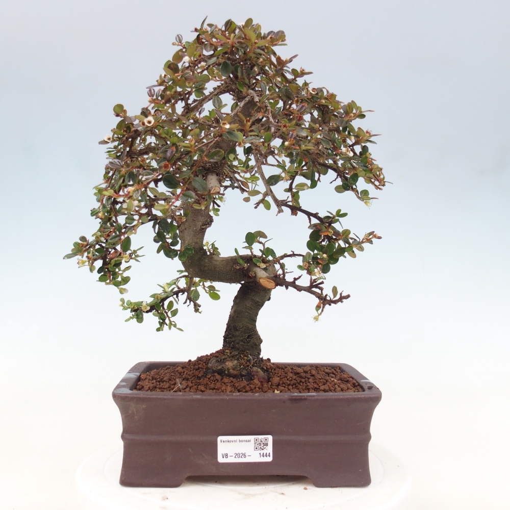 Venkovní bonsai-Cotoneaster dammeri - Skalník Damerův