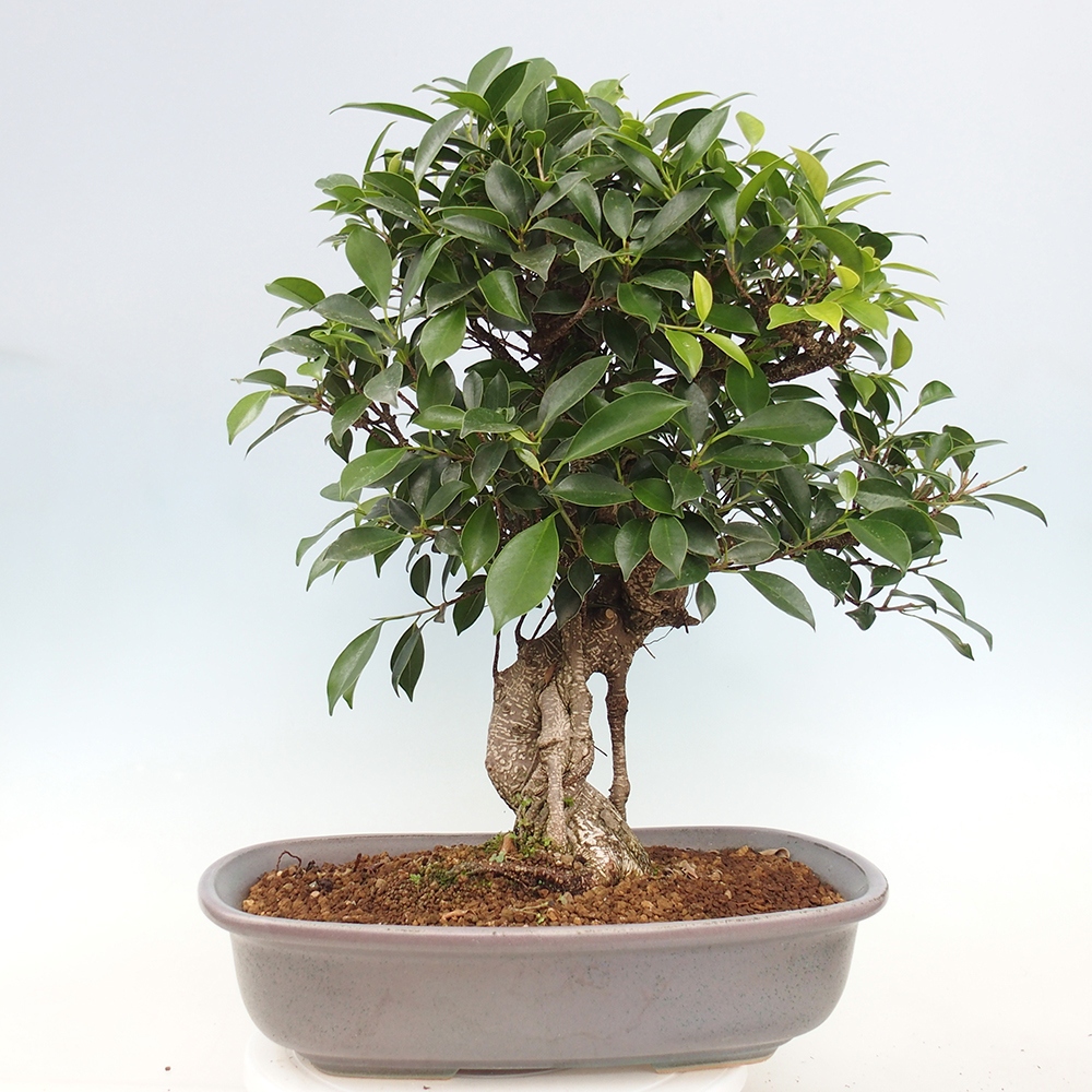 Pokojová bonsai - Ficus kimmen -  malolistý fíkus - POUZE OSOBNÍ ODBĚR nebo paletová přeprava