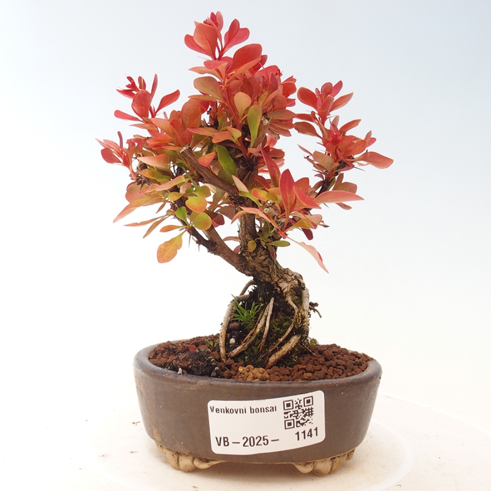 Venkovní bonsai - Berberis thunbergii Kobold - Dřištál Thunbergův