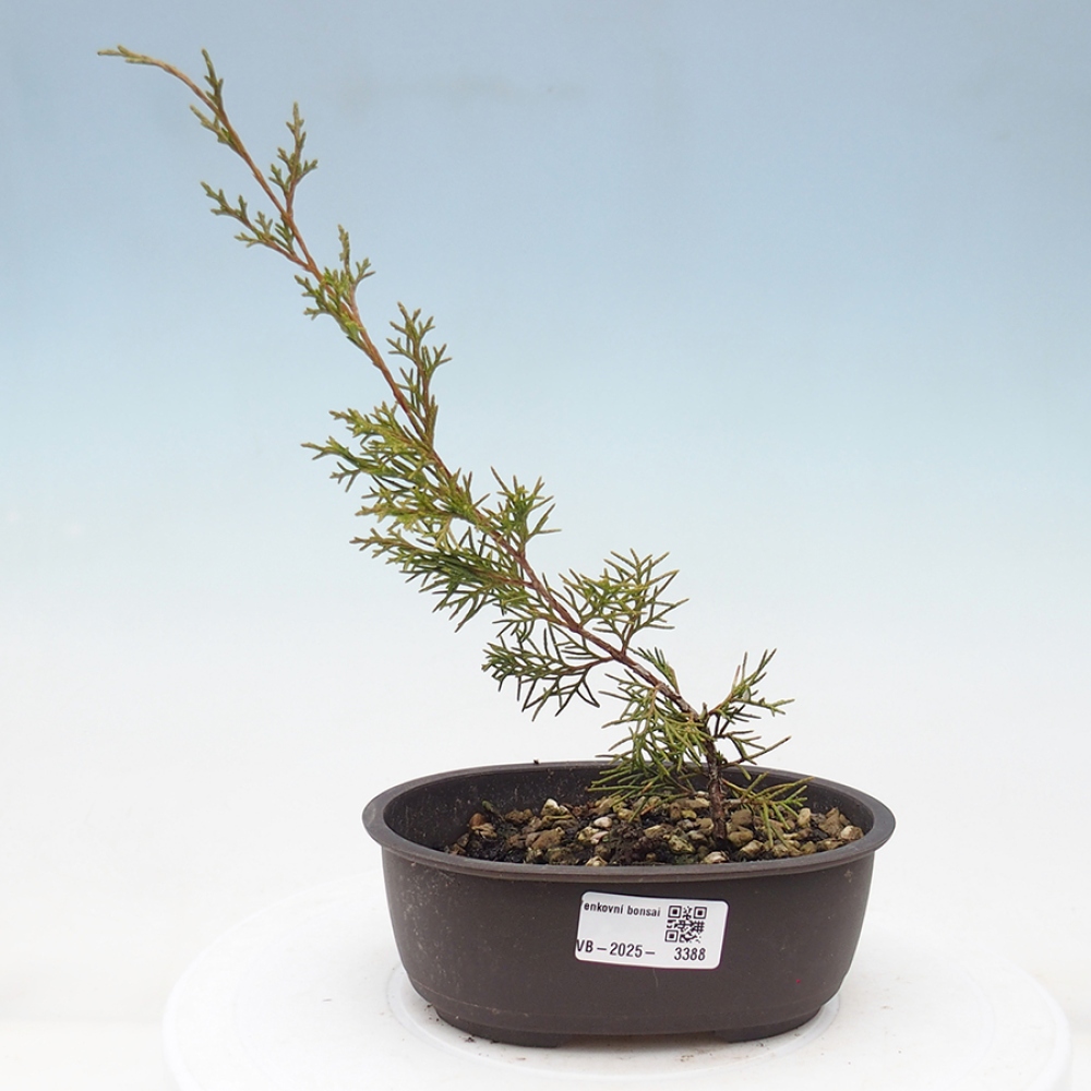 Venkovní bonsai - Juniperus chinensis Itoigawa -Jalovec čínský