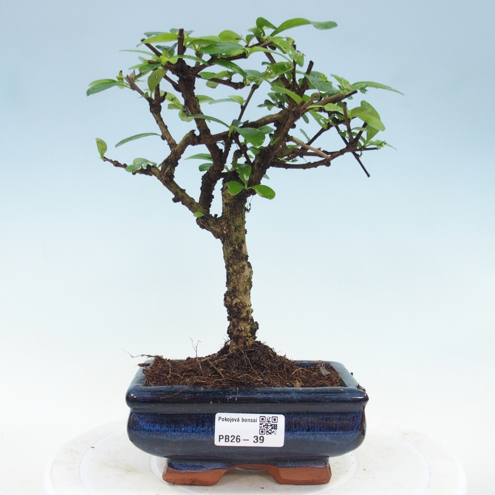 Pokojová bonsai - Carmona macrophylla - Čaj fuki