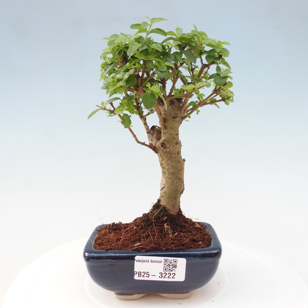 Pokojová bonsai -Ligustrum chinensis - Ptačí zob