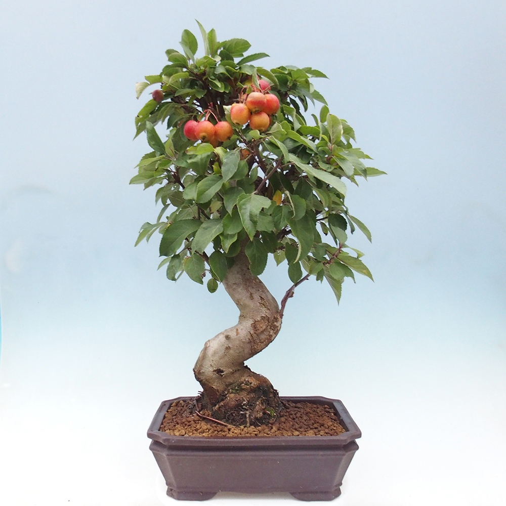 Venkovní bonsai -Malus halliana - Maloplodá jabloň