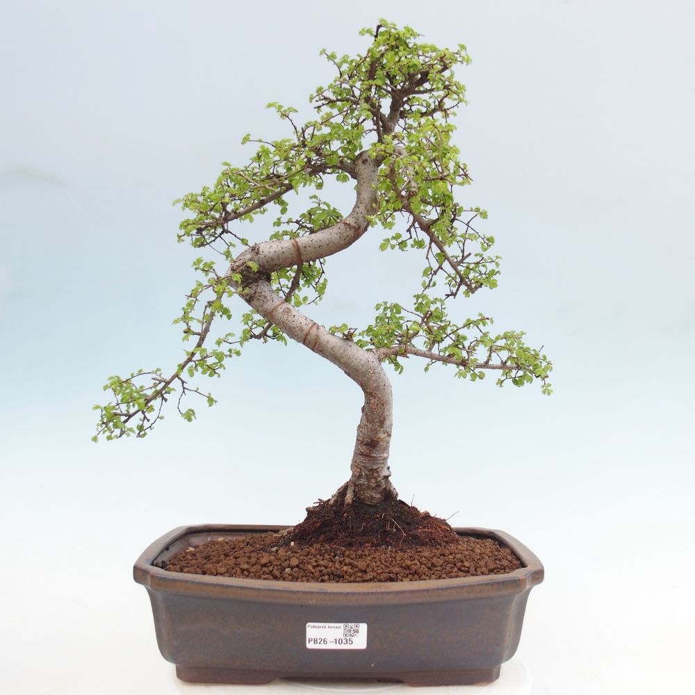 Pokojová bonsai - Ulmus parvifolia - Malolistý jilm