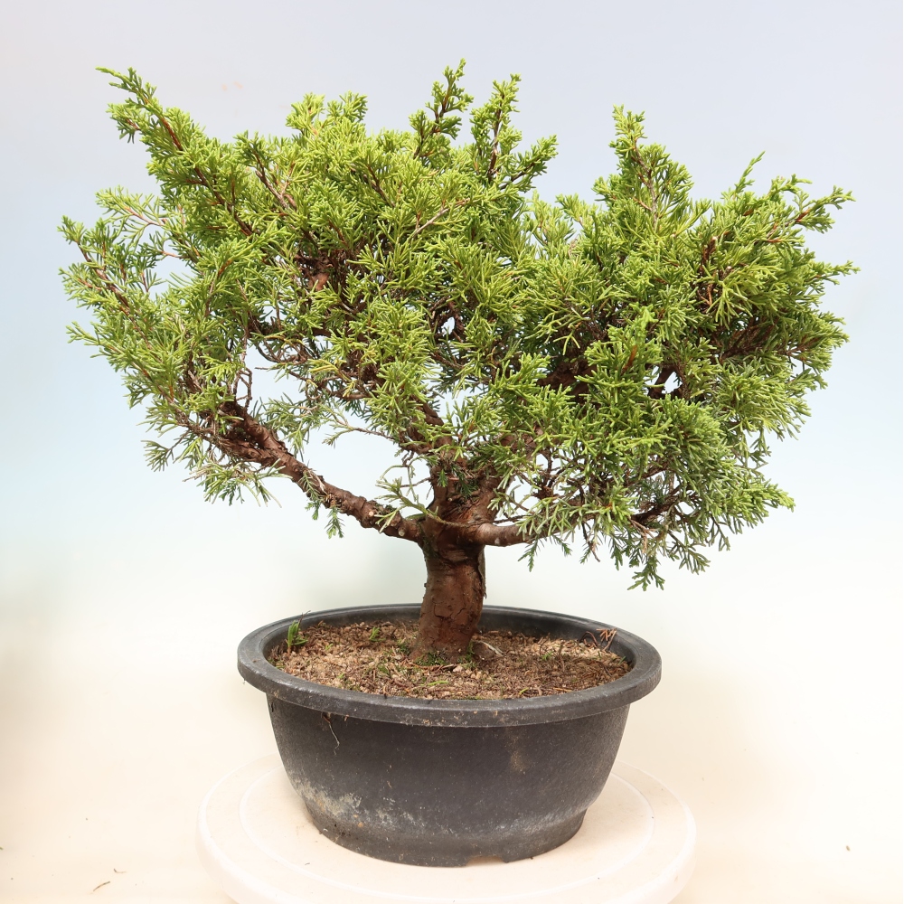 Venkovní bonsai - Juniperus chinensis Itoigawa-Jalovec čínský