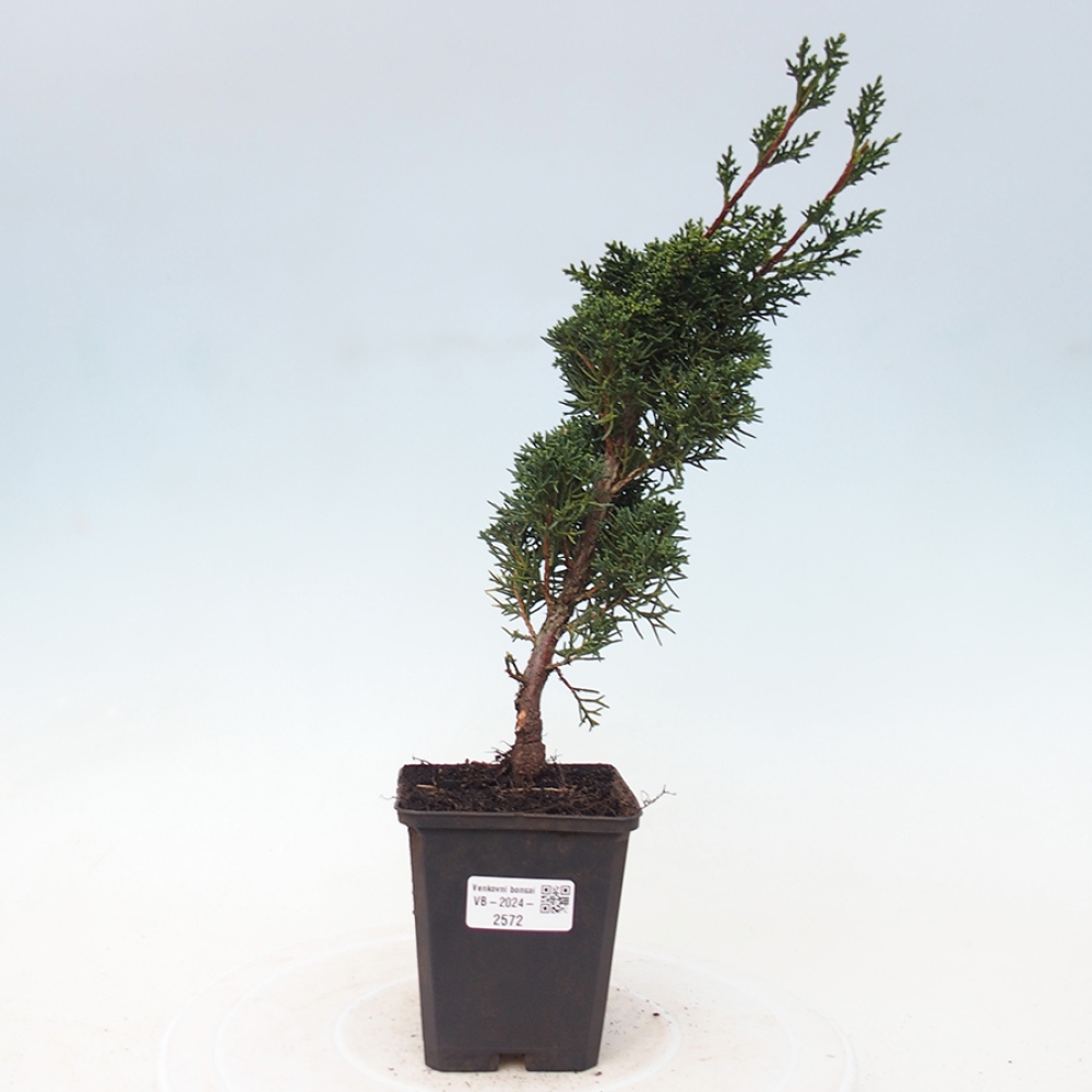 Venkovní bonsai - Juniperus chinensis Kishu -Jalovec čínský
