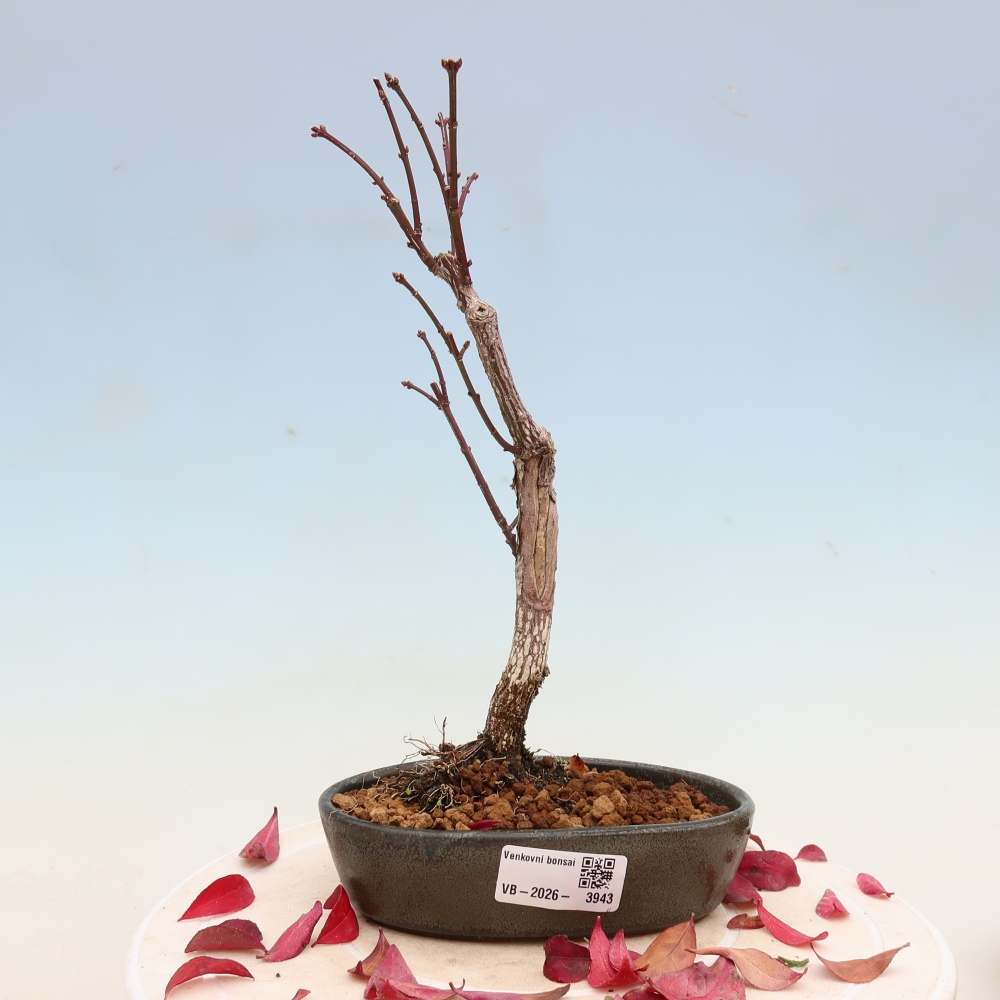 Venkovní bonsai -  Euonymus alatus comactus  - brslen křídlatý