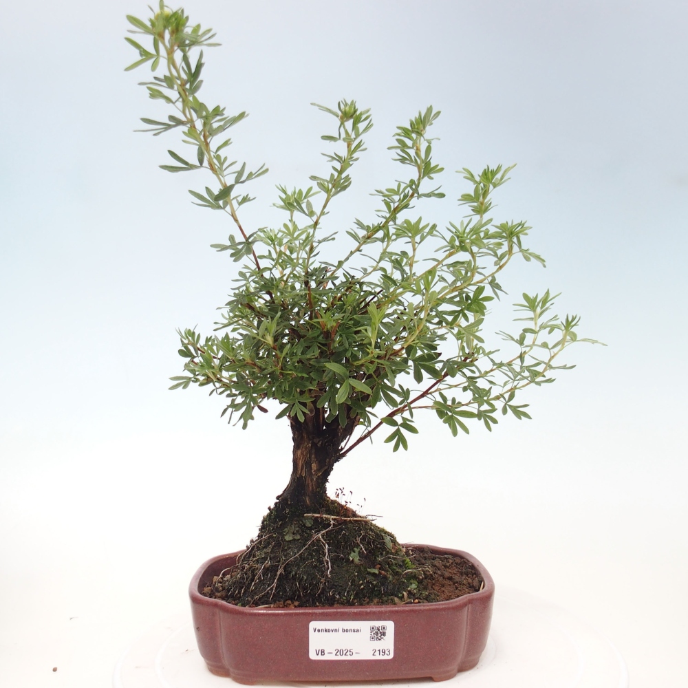 Venkovní bonsai-Mochna křovitá - potentila fruticosa yellow Bird