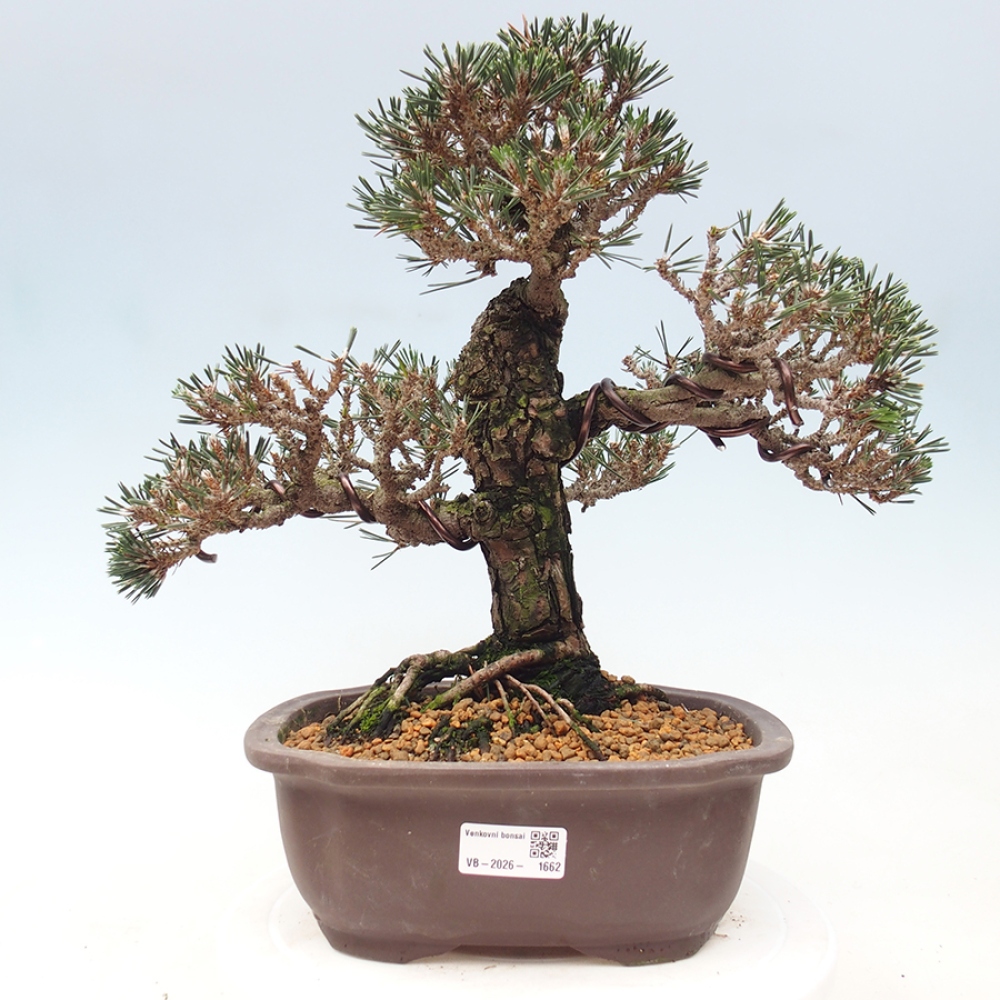 Venkovní bonsai - Pinus thunbergii Kotobuki - Borovice thunbergova