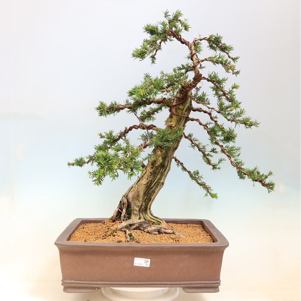 Venkovní bonsai - Taxus baccata  - Tis červený