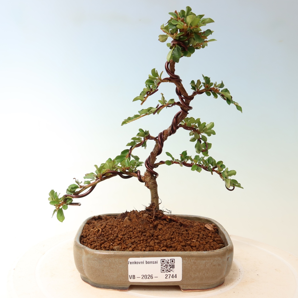 Venkovní bonsai - Cotoneaster horizontalis - Skalník