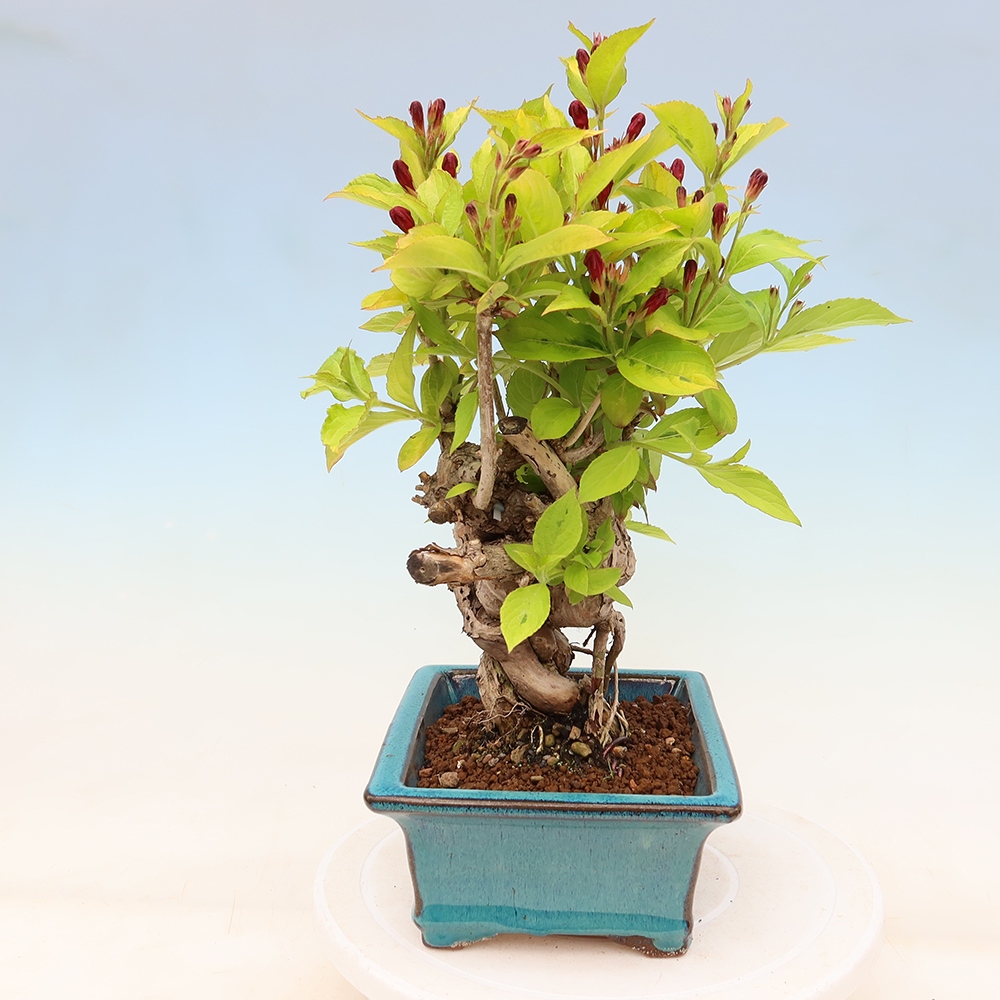 Venkovní bonsai - Weigela subsessilis - Vajgélie korejská