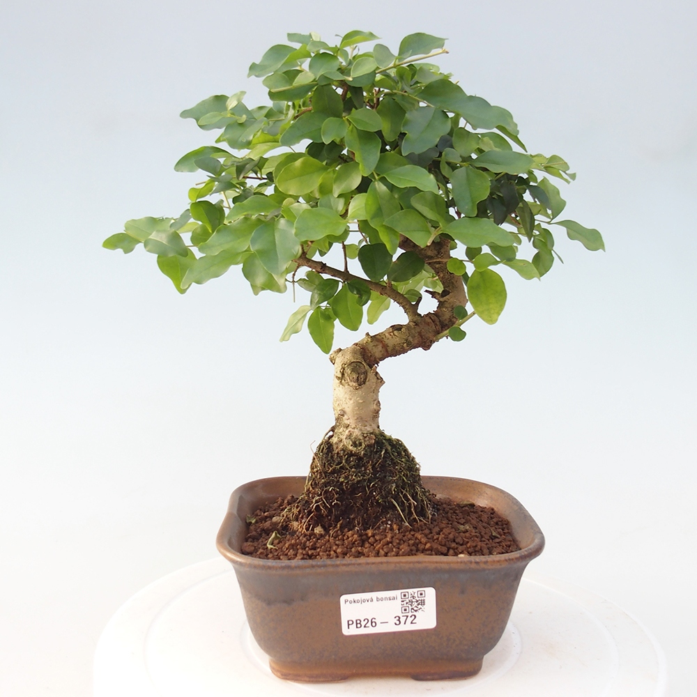 Pokojová bonsai -Ligustrum chinensis - Ptačí zob