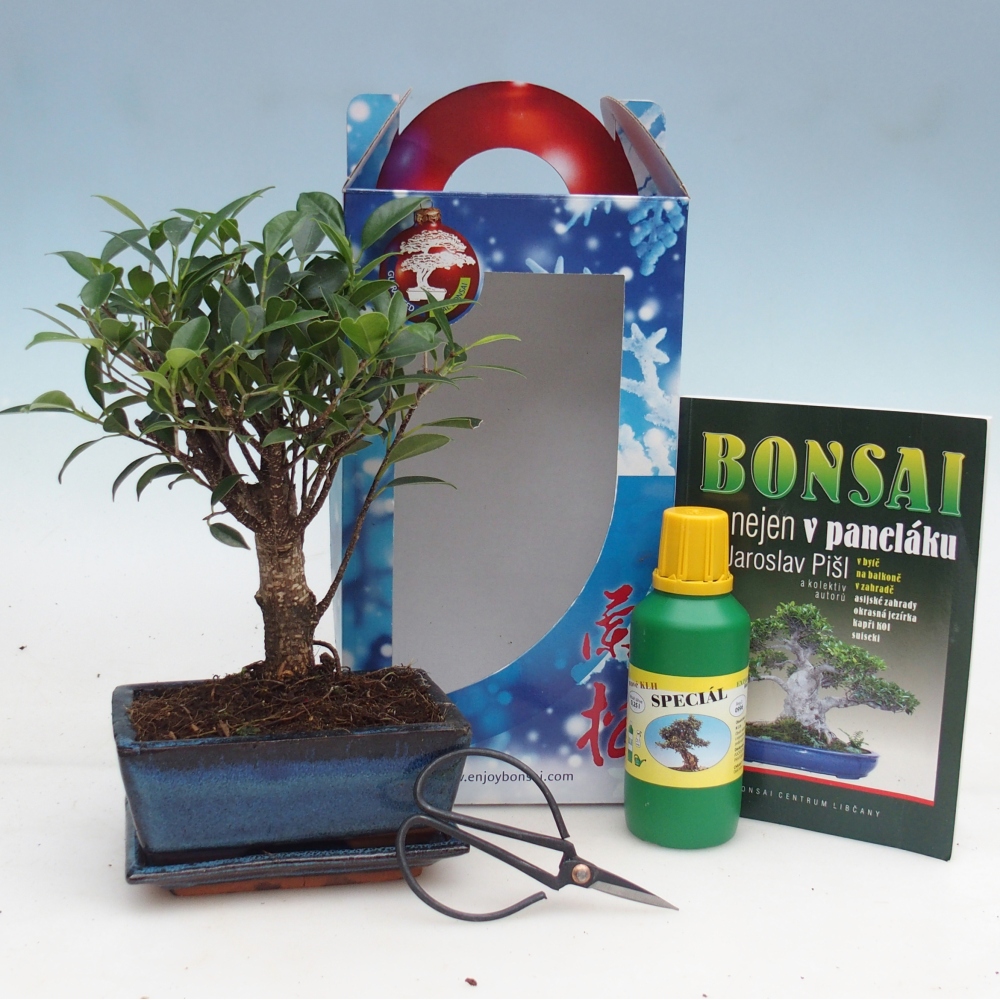Pokojová bonsai v dárkové krabičce Ficus retusa - malolistý fíkus