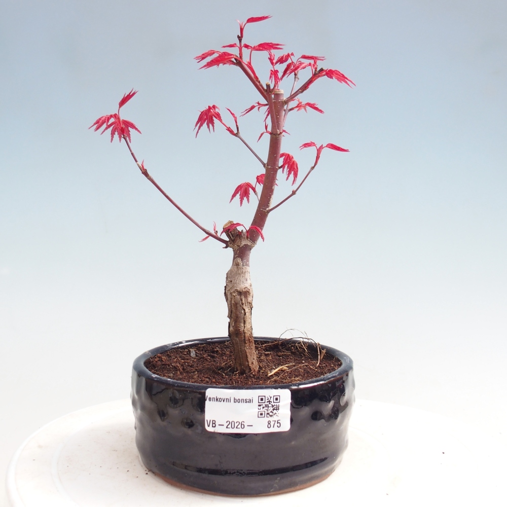 Venkovní bonsai - Javor dlanitolistý - Acer palmatum DESHOJO