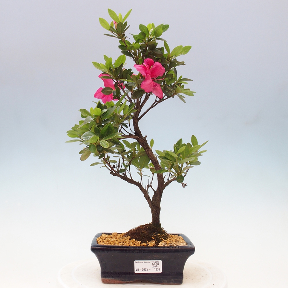 Venkovní bonsai - Japonská azalka - Azalea sp.